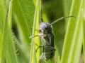 Phytoecia cylindrica